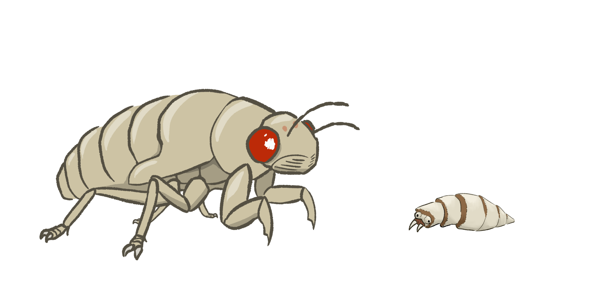 a middle-aged cicada nymph and young maggot